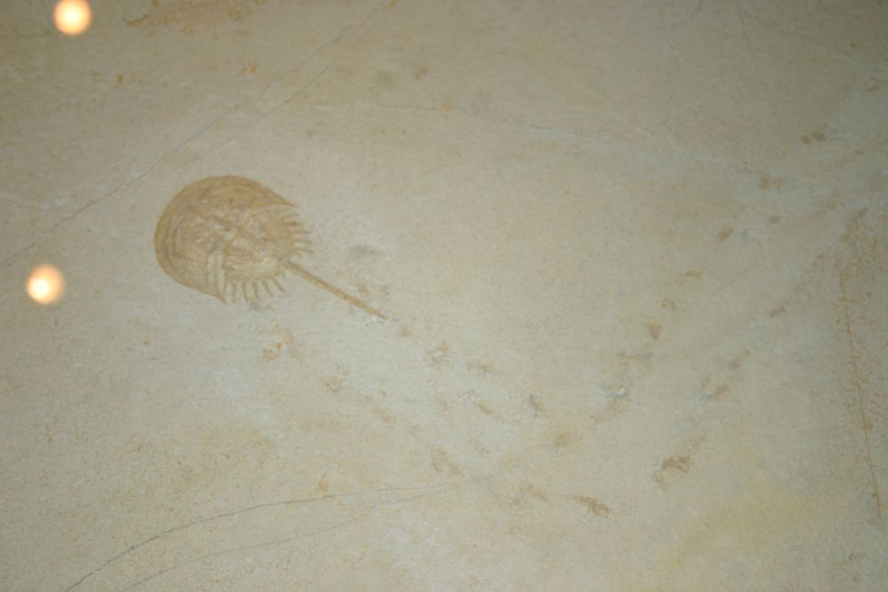 Fossil of the Jurassic horseshoe crab Mesolimulus and its trackway