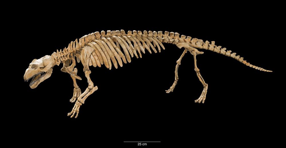 Mounted skeleton of the legged sea cow Pezosiren