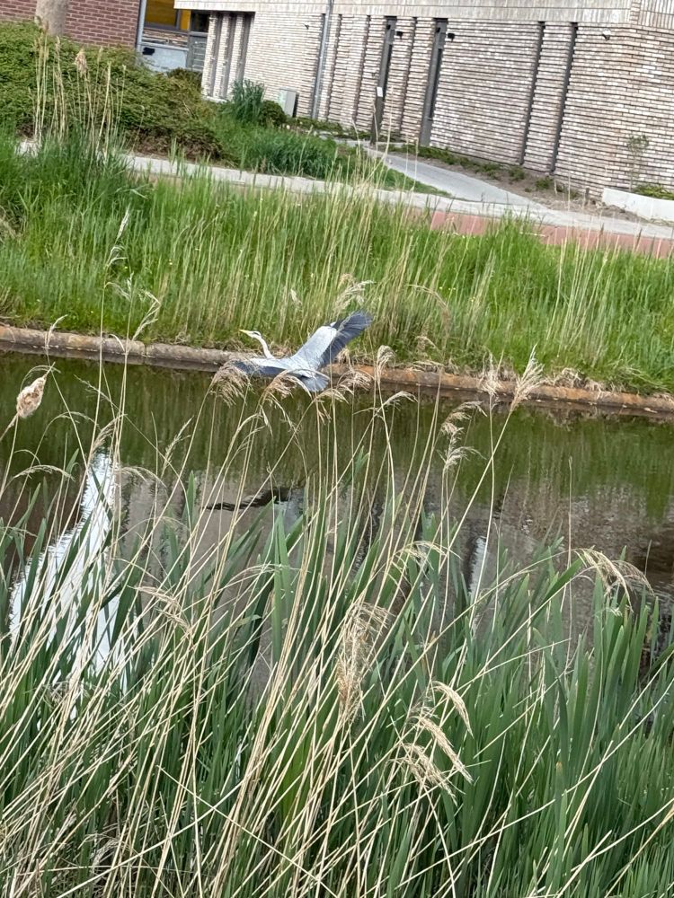 A blue heron in flight with full wingspan over a canal, its reflection partially visible in the water below. 