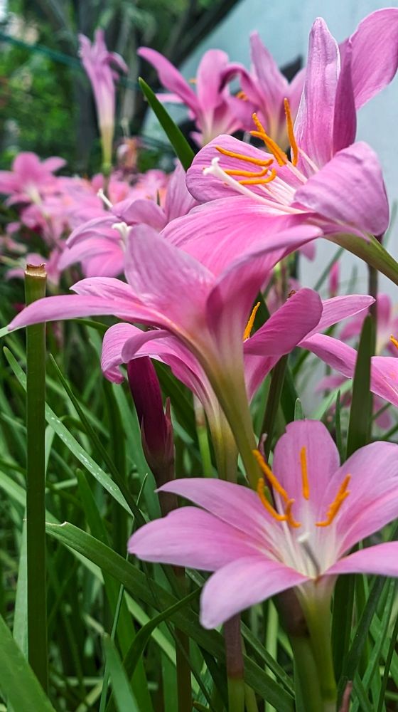 Rain lily at my home