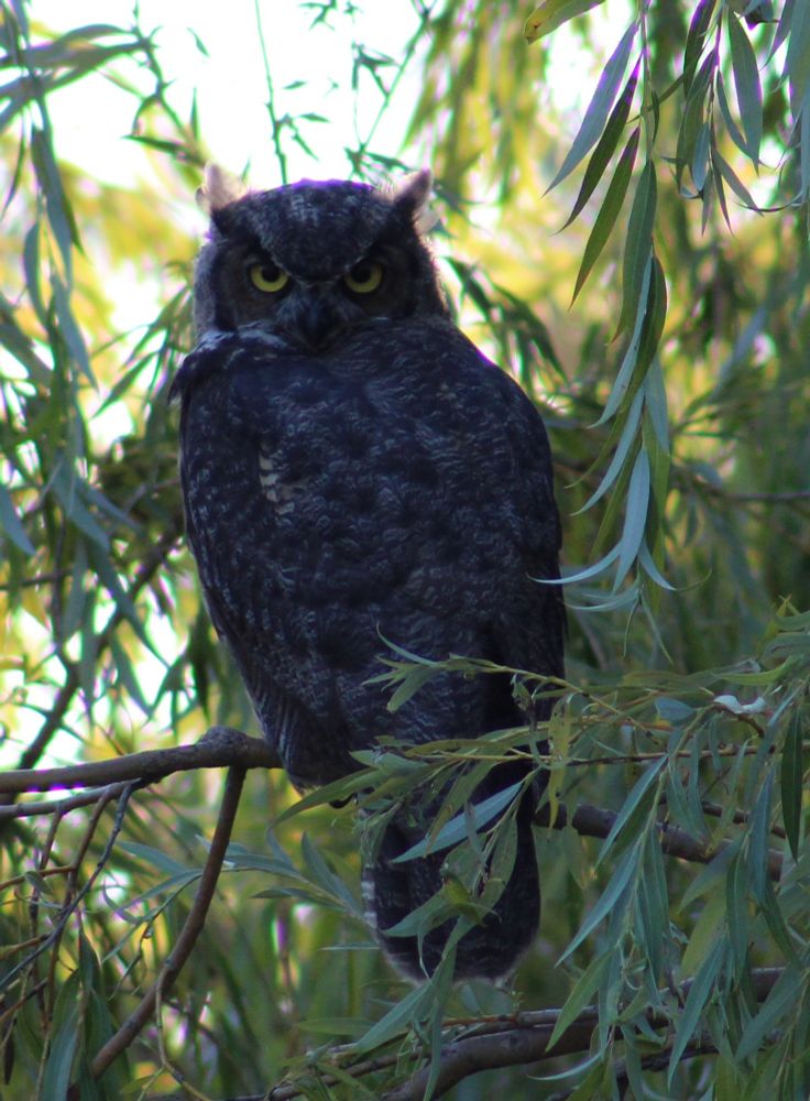 A great horned owl perches in a willow tree, a bit dark against a lighter background. 