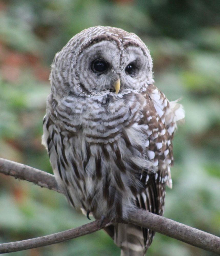 A small barred owl fledgling sits on a branch.  