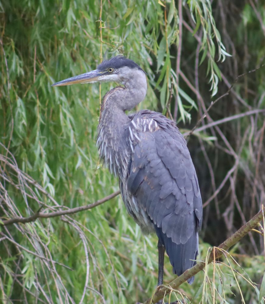 A great blue heron perched in a willow tree. 