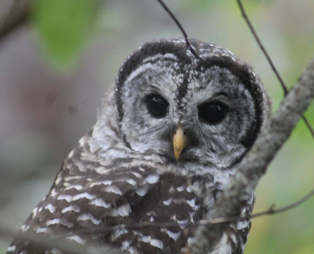 Barred owl closeup. 