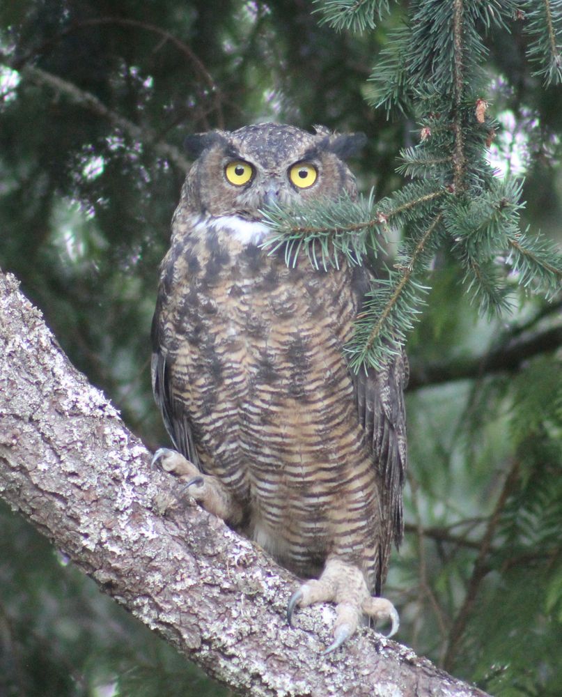 A young great horned owl sits on a slanted tree branch, its big feet and huge talons clearly visible. 