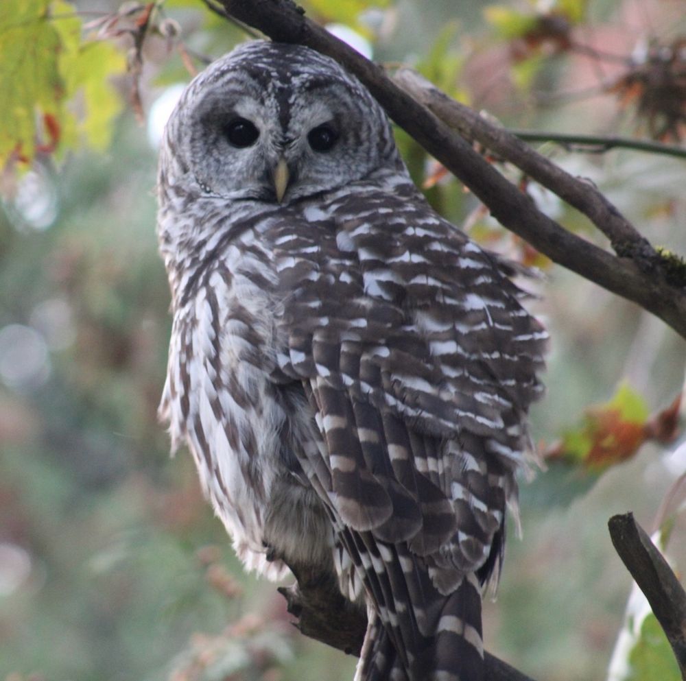 A young barred owl sits on a branch.