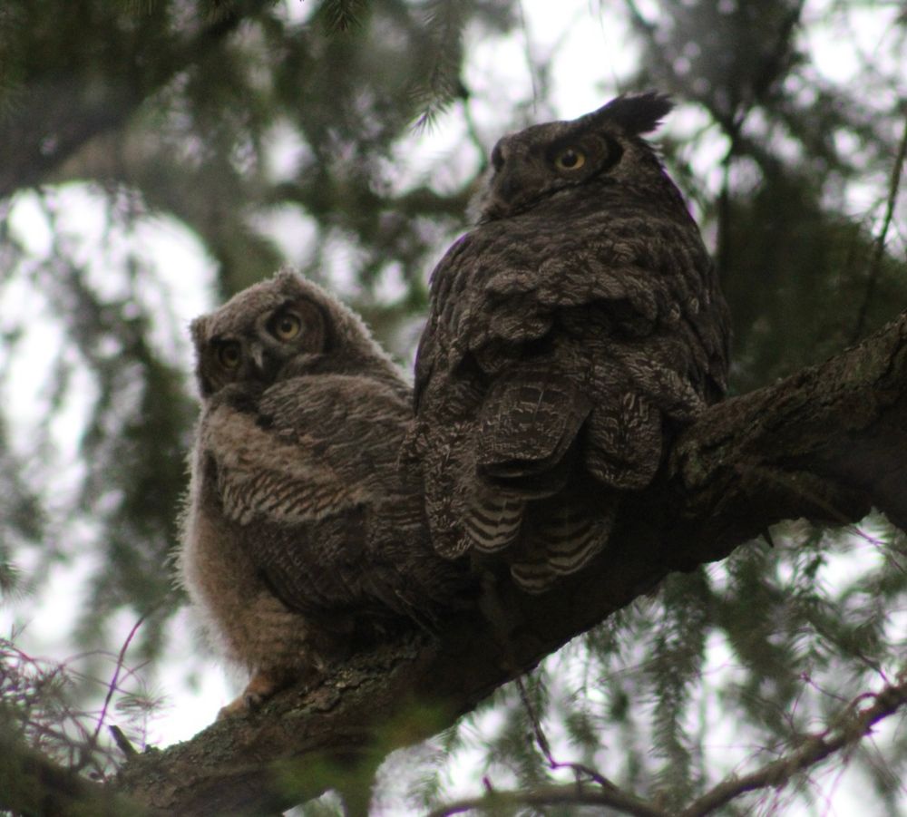 Mama great horned owl and her owlet sit together on a branch. 