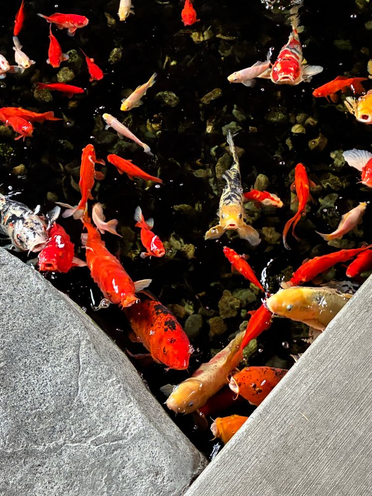 I found out Parkside has an indoor pond stuffed with koi! 