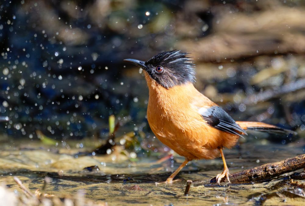 A Rufous Sibia bathing in Kathmandu, Nepal