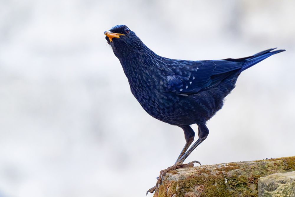 A Blue Whisling-thrush from Nepal sitting on a rock with a "you lookin' at me?" face.