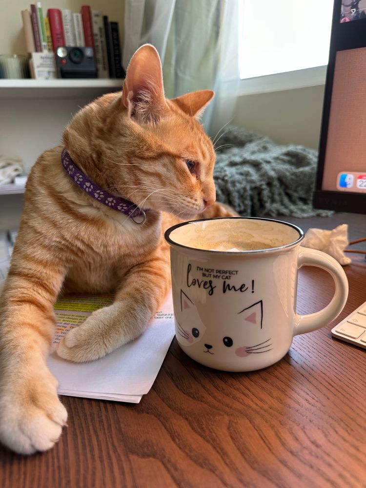 Orange cat laying down in a desk smelling a coffee in a mug that says: “I am not perfect but my cat loves me”