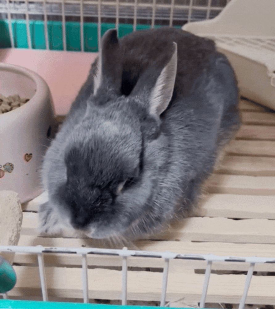 a small gray rabbit is sitting on a wooden shelf