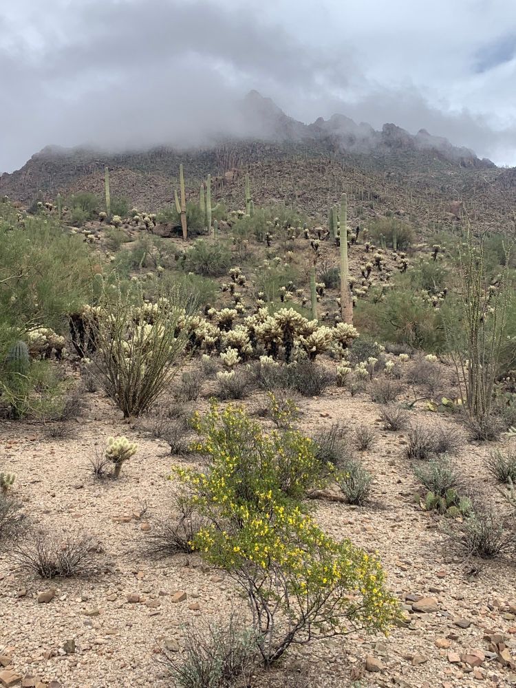 Golden Gate shrouded in mist, from Kinney trail