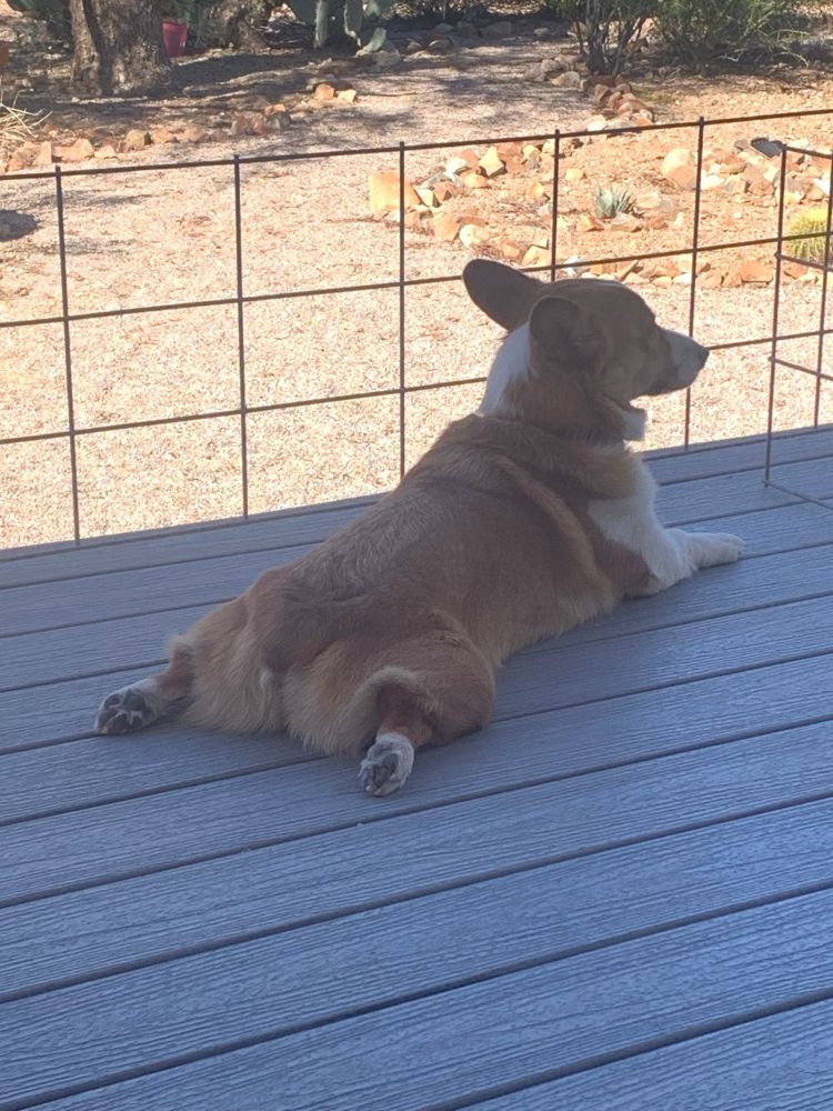 Archie alert at his coyotes-spotting post, thoroughly chill but ready to springs into action with explosive, noisy, high pitched, tranquility-killing barking at the first sight of his desert brethren.