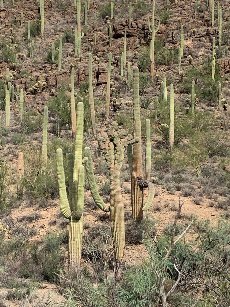 Close up of a crown saguaro on Yetman Trail.