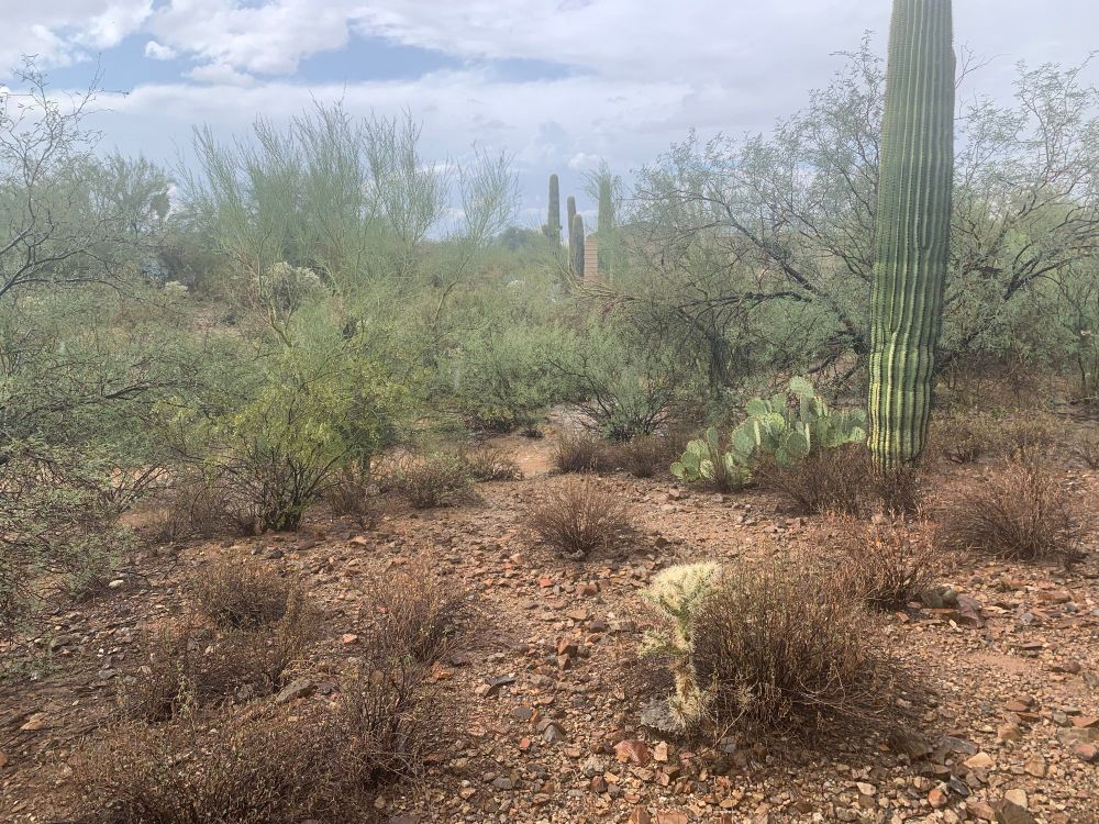 A saguaro edges a rushing wash
