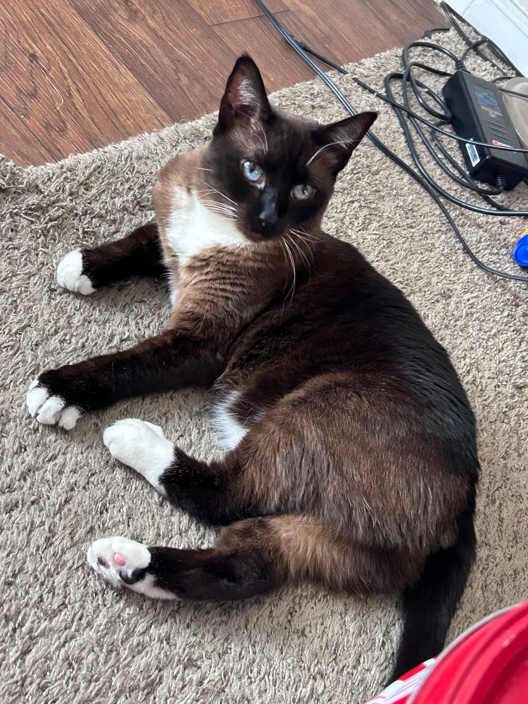 Morticia, a Siamese cat with a white chest and paws, is relaxing on the brown carpet