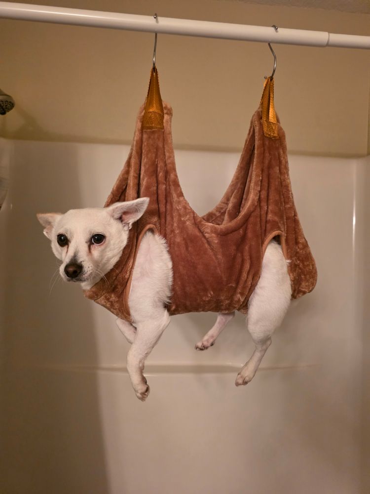 Little white dog in a brown harness thats hanging up on the shower rod so that I can clip his nails. 