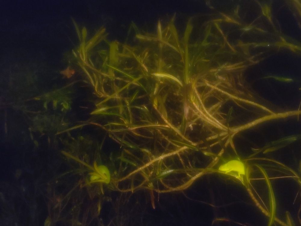 Blurry photo through of 2 small green chameleons in a tree at night