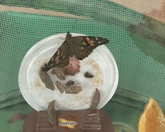 Painted Lady butterfly on white stand with other chrysalises 