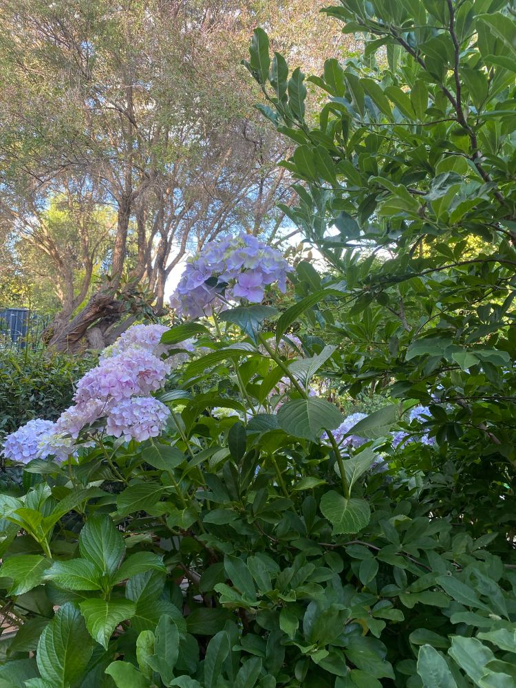 those very same flowers perfectly alive and huge and healthy, as if nothing had ever happened 