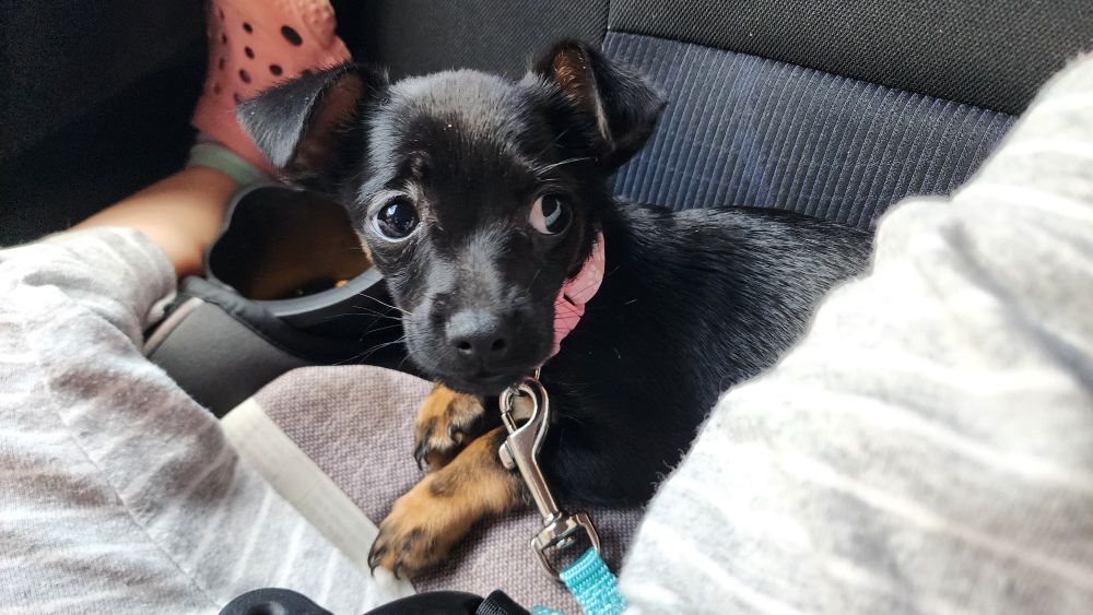 A puppy unsure of itself sitting on the carseat between two toddler legs, most of the toddler off screen