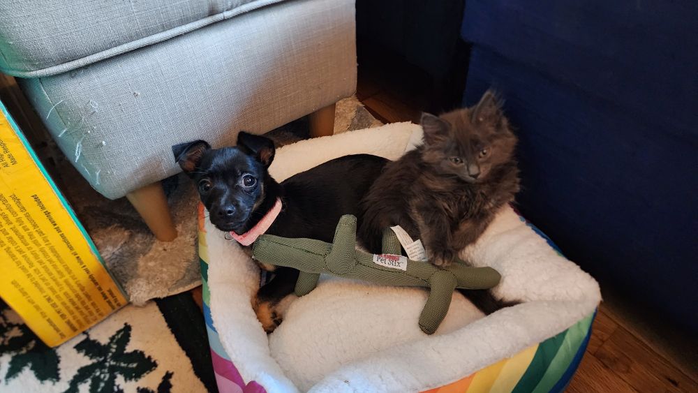 A lil black puppy, Mango, and a little grey kitten, Yabigail, sitting in a tiny rainbow bed looking at the camera