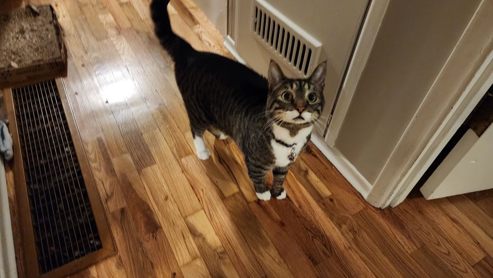 A tabby cat with big eyes looking at person behind the camera imploring