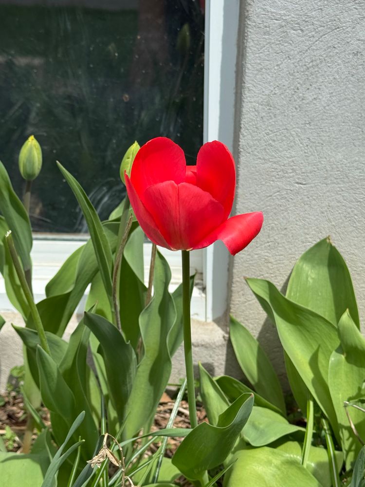 One red tulip fully open. 