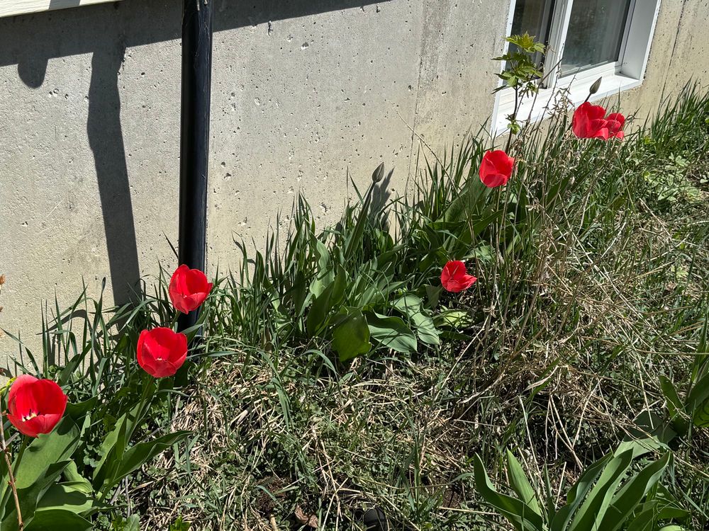 6 red tulips in a garden bed. 
