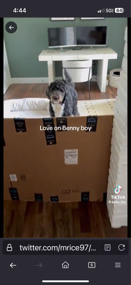 tiktok screenshot of a dog in a room sectioned off by cardboard captioned “love on benny boy” from the viral tiktok of an extremely mundane day in the life that people found depressing