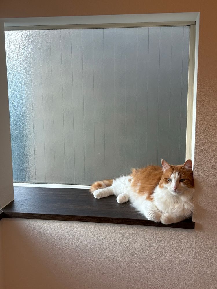 My cat Hermes in a window 