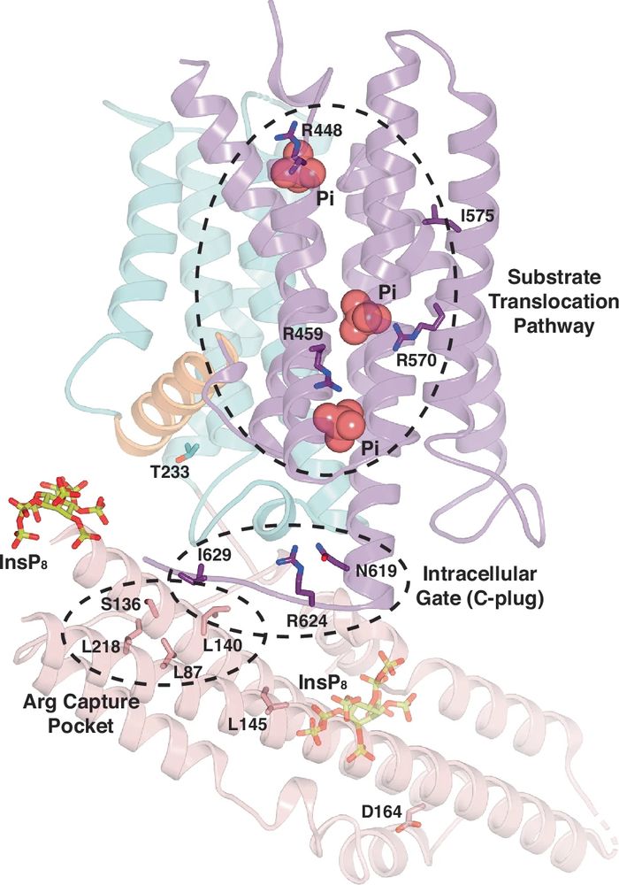 Transport and InsP8 gating mechanisms of the human inorganic phosphate exporter XPR1. Zhu Q, Yaggi MF, Jork N, Jessen HJ, and Diver MM. Nature Communications. Published online March 20, 2025.