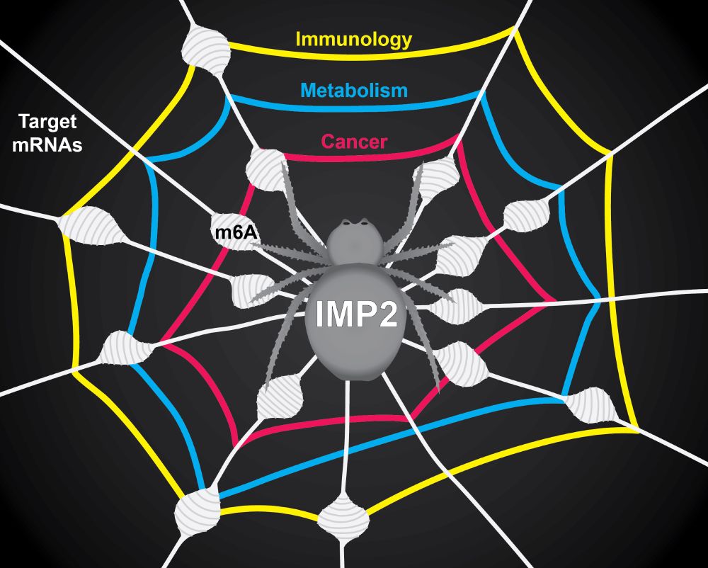 The RNA-binding protein IMP2 reads m6A modifications to regulate target RNAs. When IMP2 changes, the many RNAs that it regulates change too, like a spider vibrating the strands of its web.