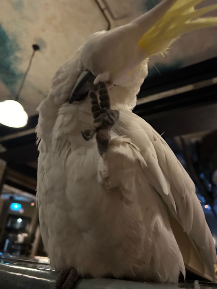Georgie the white cockatoo is seen scratching herself while sitting on the edge of the bar. 