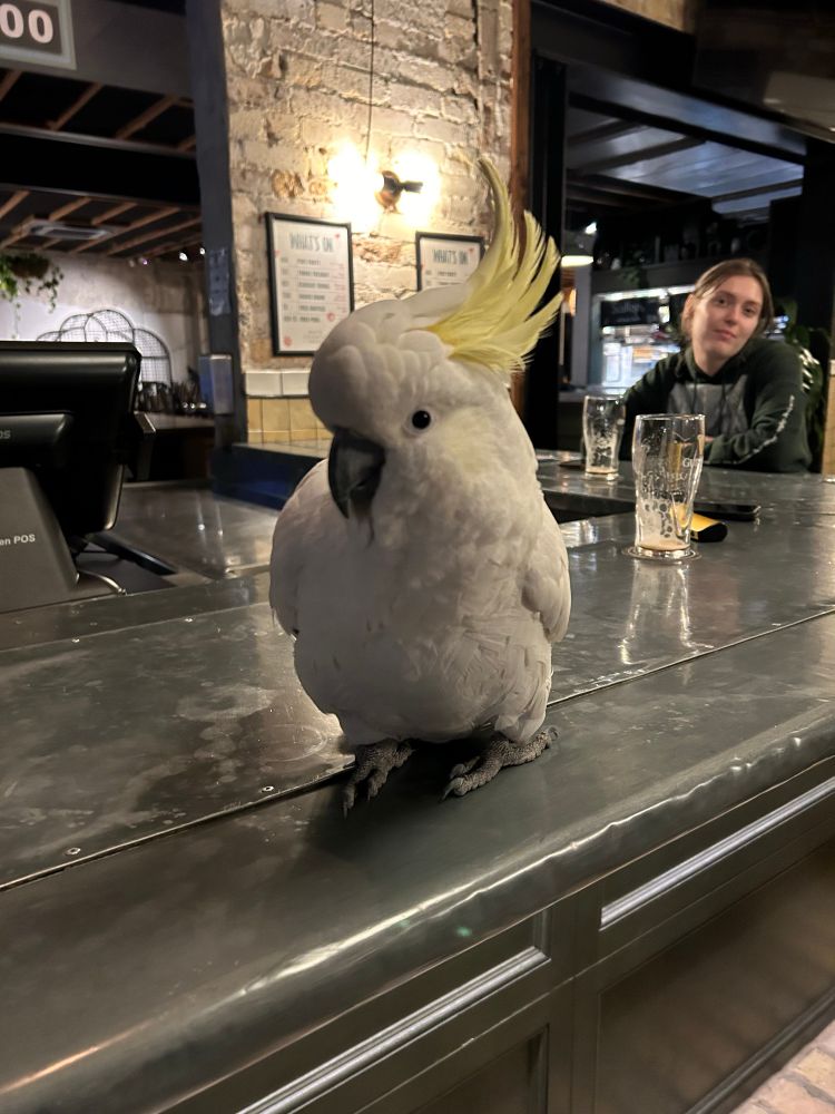 Georgie the white cockatoo sits atop the bar with her sulfur crest slightly standing. She is giving a cheeky look like she is about to do something she knows she shouldn’t