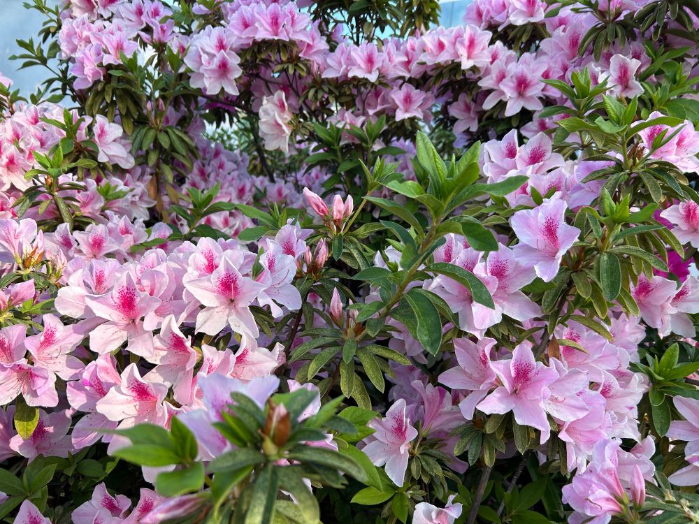 A vibrant pink flowering plant fills the frame with saturated green leaves mixed throughout. The sky is a bright almost white blue in the background 