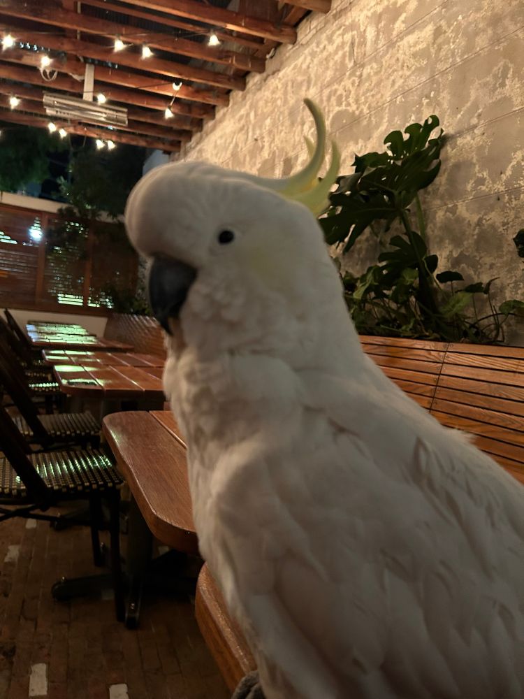 Georgie the white cockatoo sits atop a patio dining table 