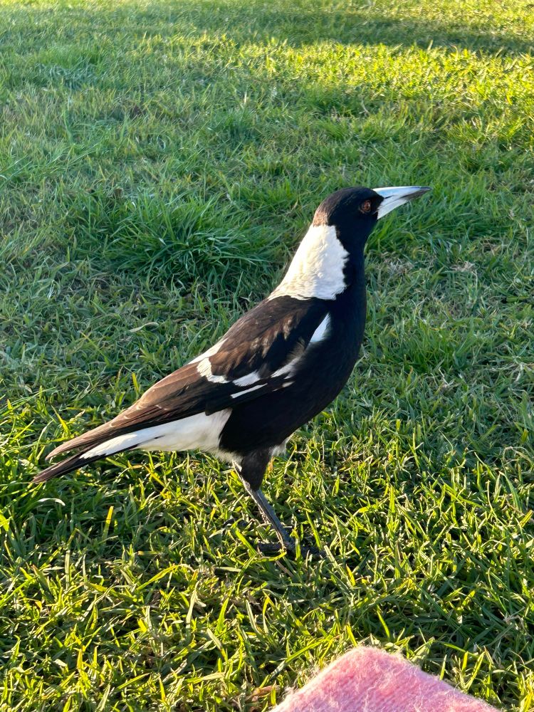 A regal looking black and white bird (magpie) looks off into the distance while standing in the grass 