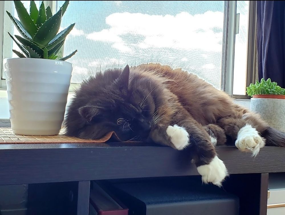 Gorgeous cat sleeping on shelf with plant