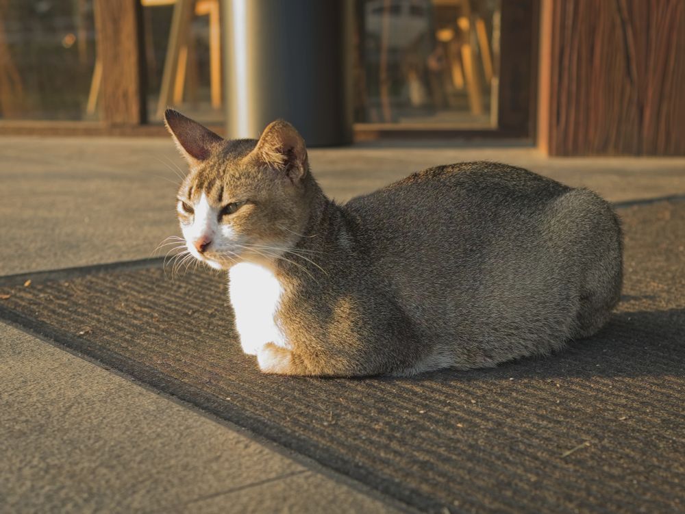 A cat sunbathing in front of a hotel lobby entrance
