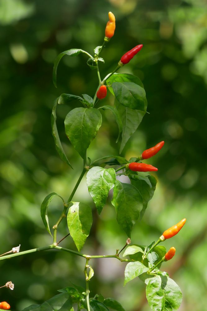 Ripe red hot tiny chilli peppers at noon