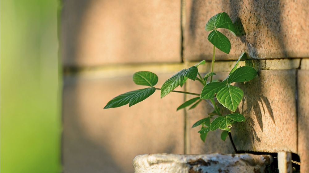 A tiny shrub sandwiched between 2 gate posts.