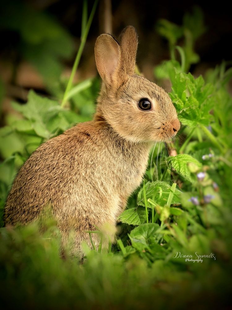 A cute bunny in sharp detail against green foliage 