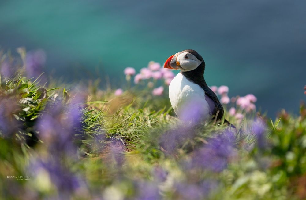 Beautiful puffin in a landscape scene surrounded by colourful wildlife flowers and the blue sea in the background