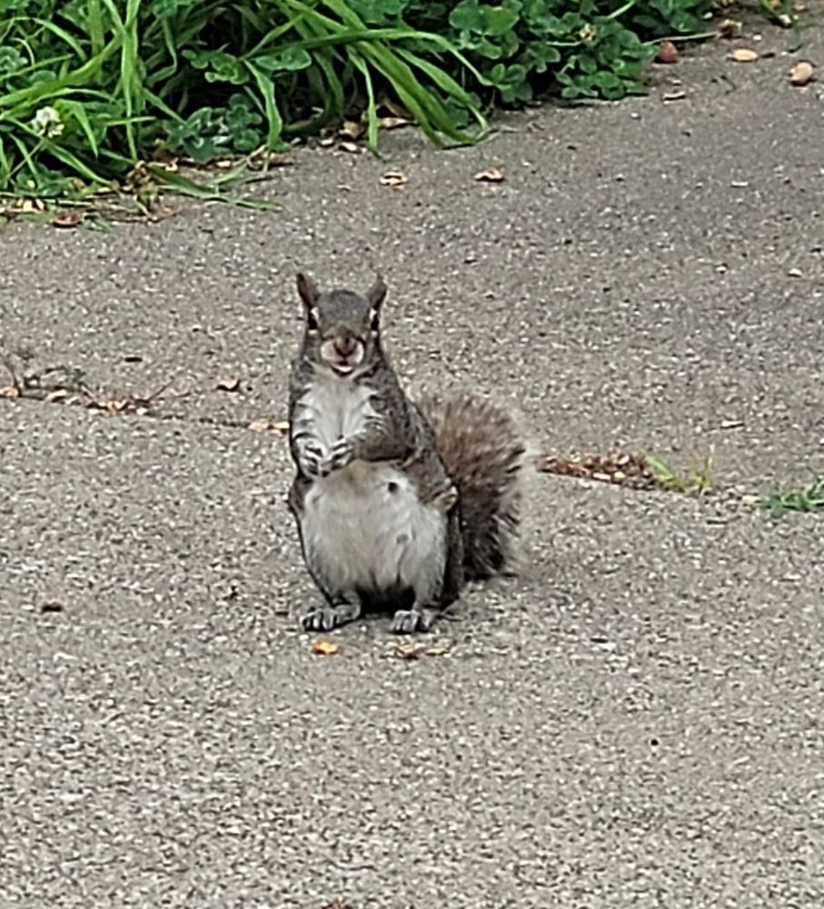 Eastern gray squirrel looking at the camera.