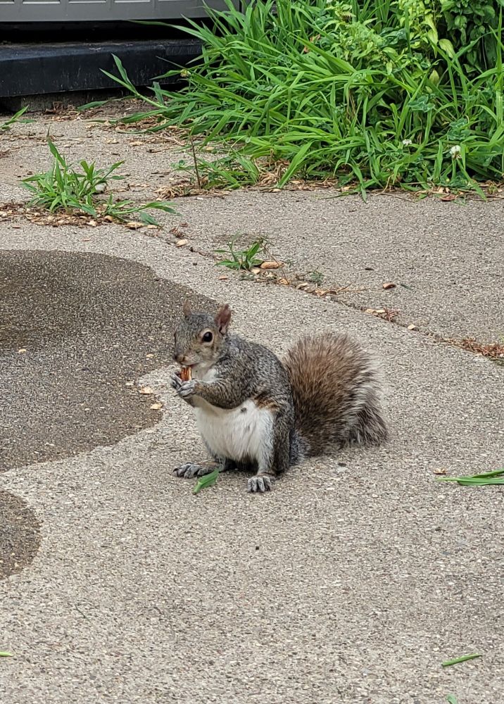 A rotund eastern gray squirrel standing on concrete and eating a pecan.