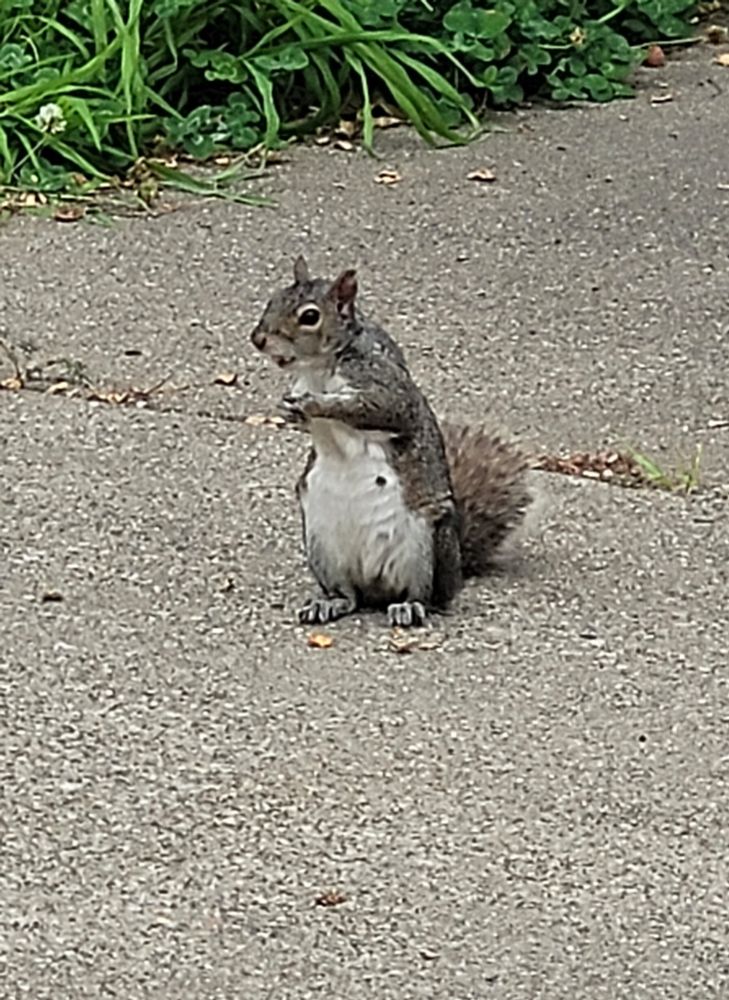 Eastern gray squirrel standing on concrete and looking around.