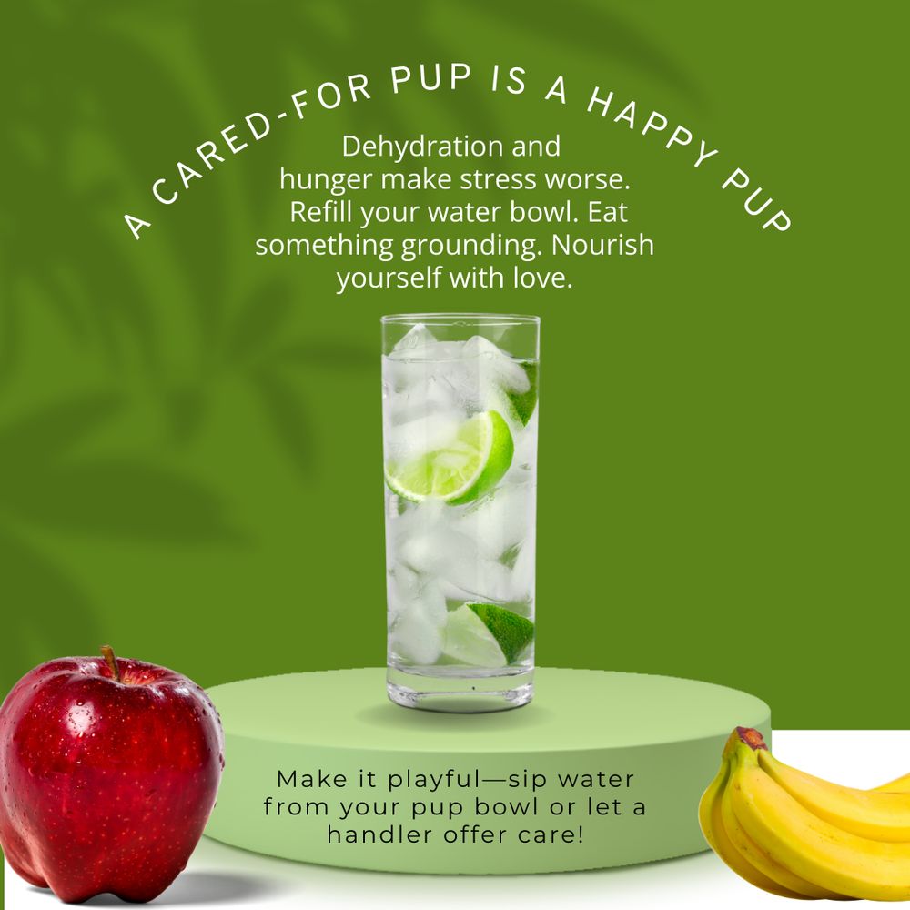 Section title: A CARED-FOR PUP IS A HAPPY PUP

Focuses on physical nourishment and the importance of hydration and eating for mental wellness. Encourages playful care, such as drinking from a pup bowl or receiving nurturing attention from a handler. Tone is nurturing and joyful. Design includes symbols of water, food, and affection, reinforcing that basic care is a form of love.

