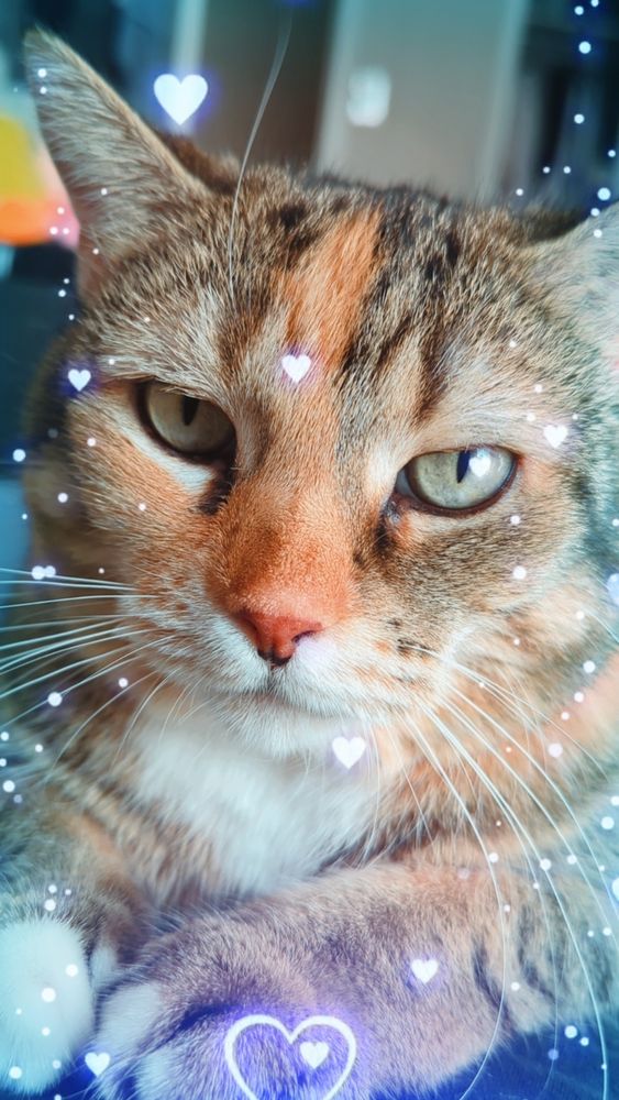 a closeup shot of cheddar, a tabby cat with orange tones, glaring at the camera with unenthusiastic yet soft green eyes, while blue hearts swirl around her head from the Snapchat filter